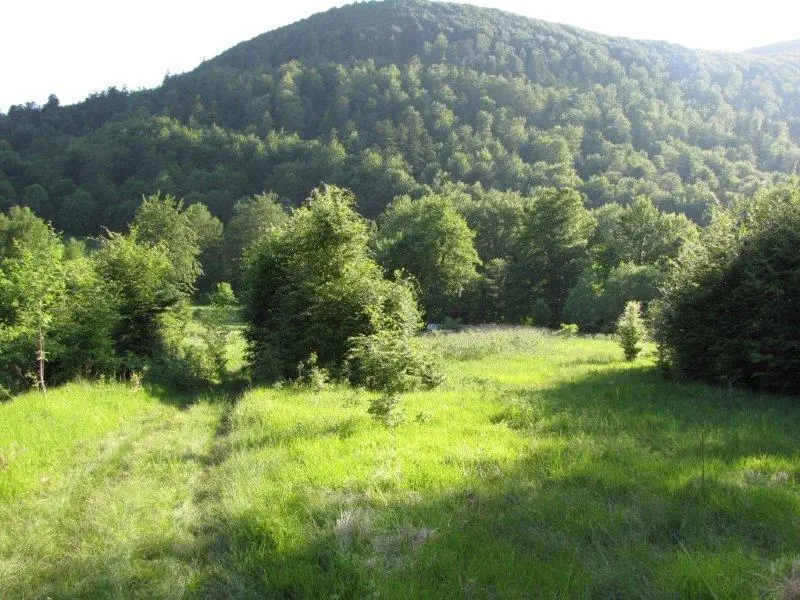 Listing Ad Image