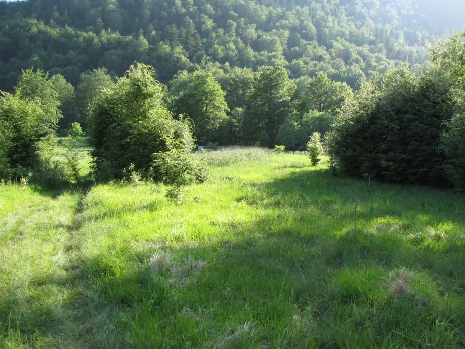 Listing Ad Image