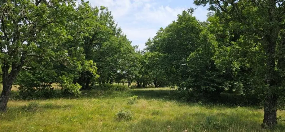 Listing Ad Image