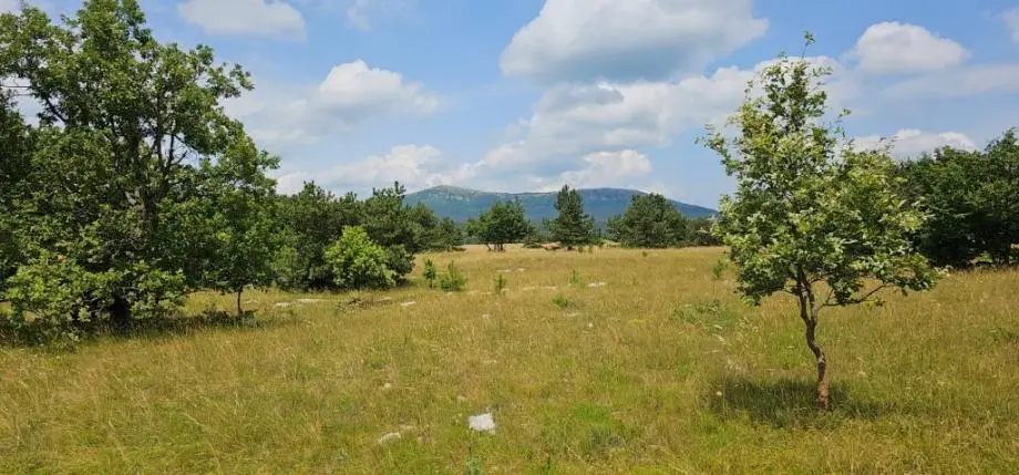 Listing Ad Image