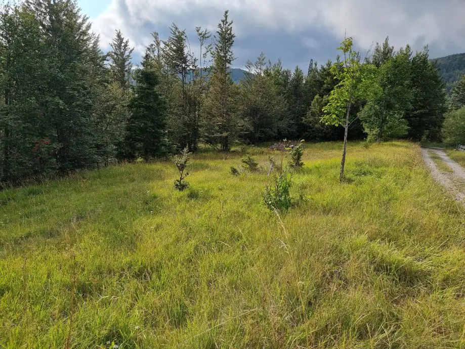 Listing Ad Image