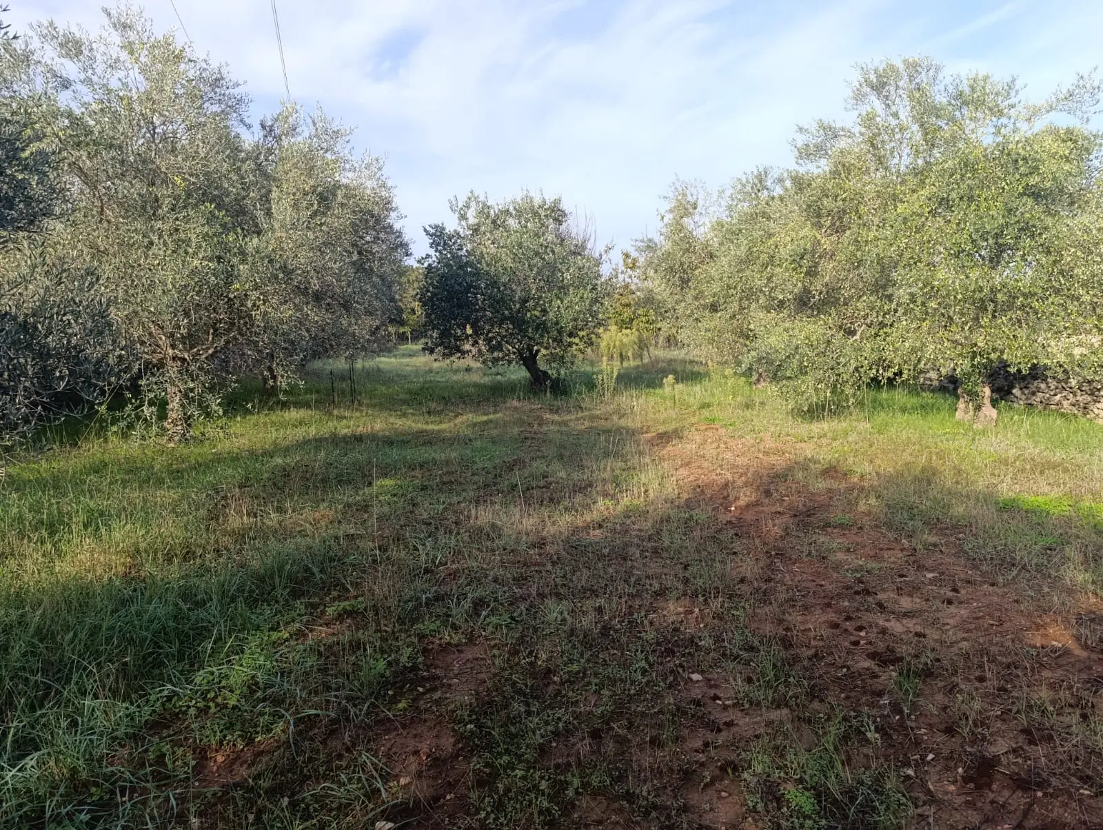 Listing Ad Image