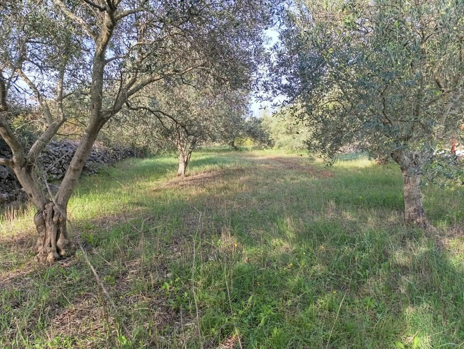 Listing Ad Image