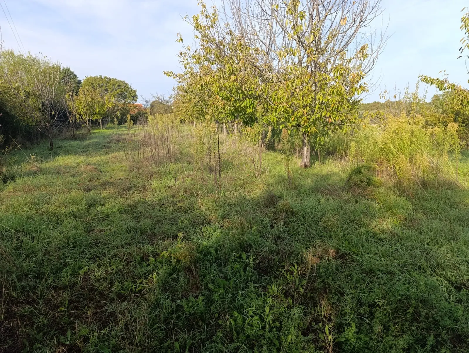 Listing Ad Image