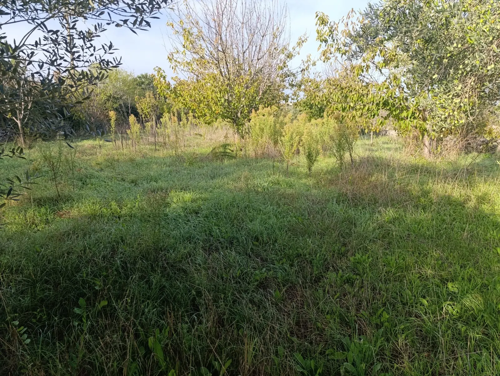 Listing Ad Image