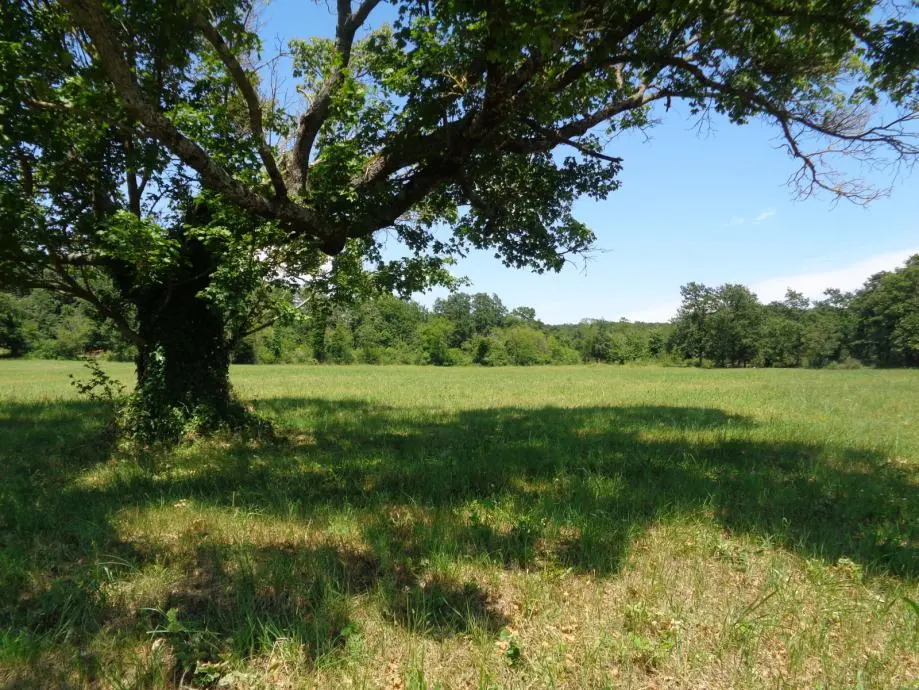 Listing Ad Image