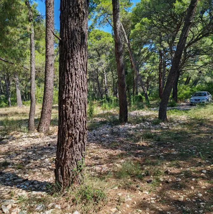 Listing Ad Image