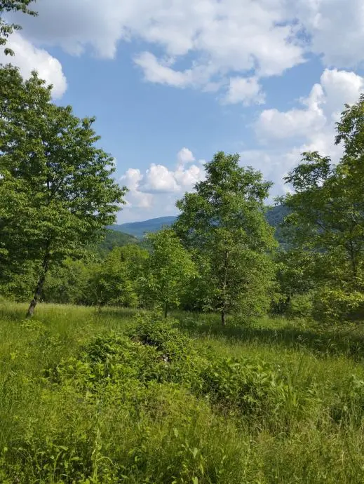 Listing Ad Image