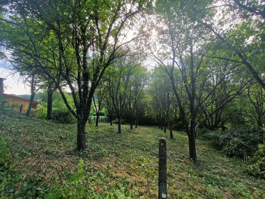 Listing Ad Image